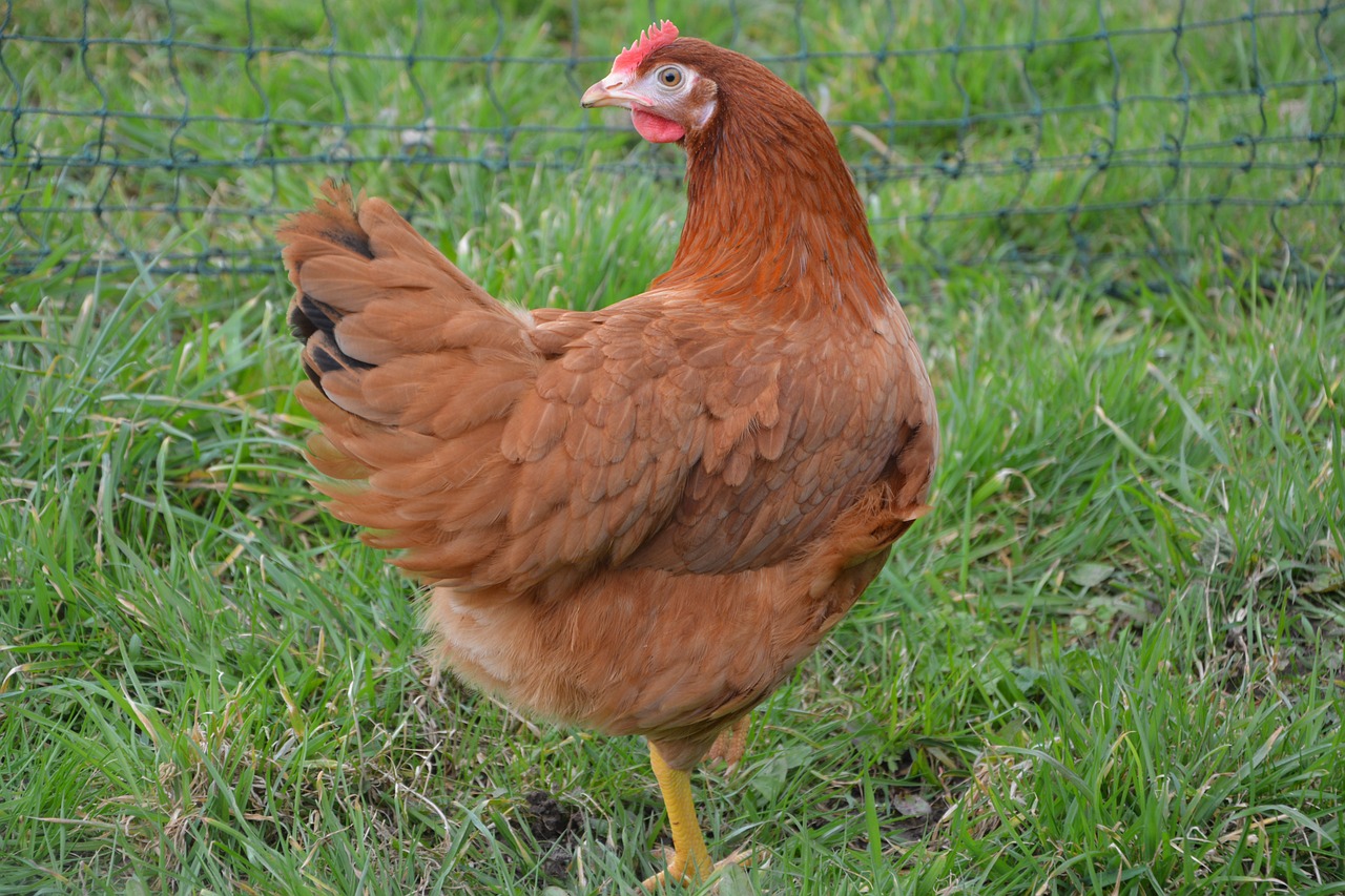 A red hen in a fenced-in yard